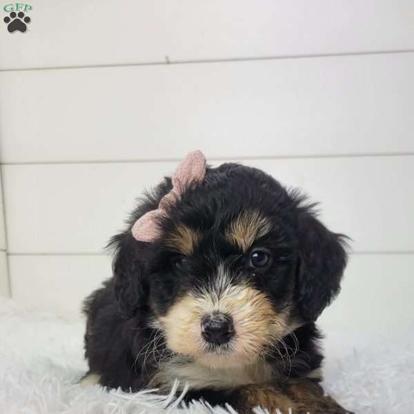 Briana, Bernedoodle Puppy